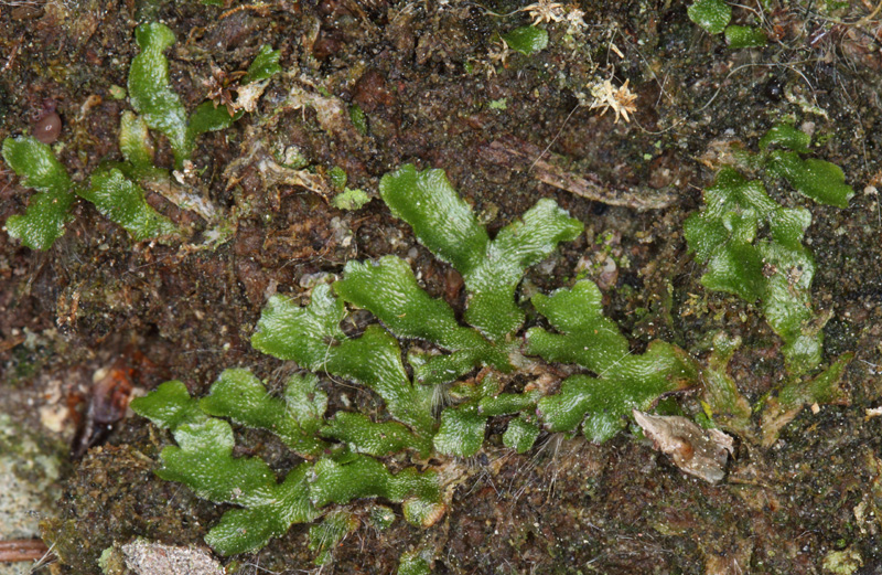 Reboulia hemisphaerica